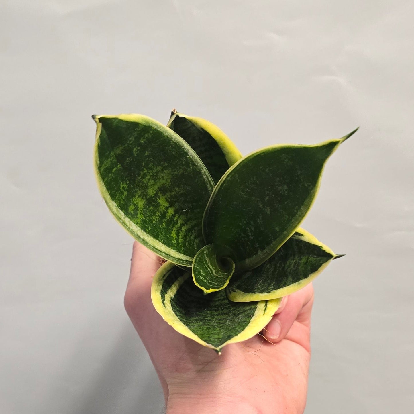 Mini - Sansevieria Hahnii Mix