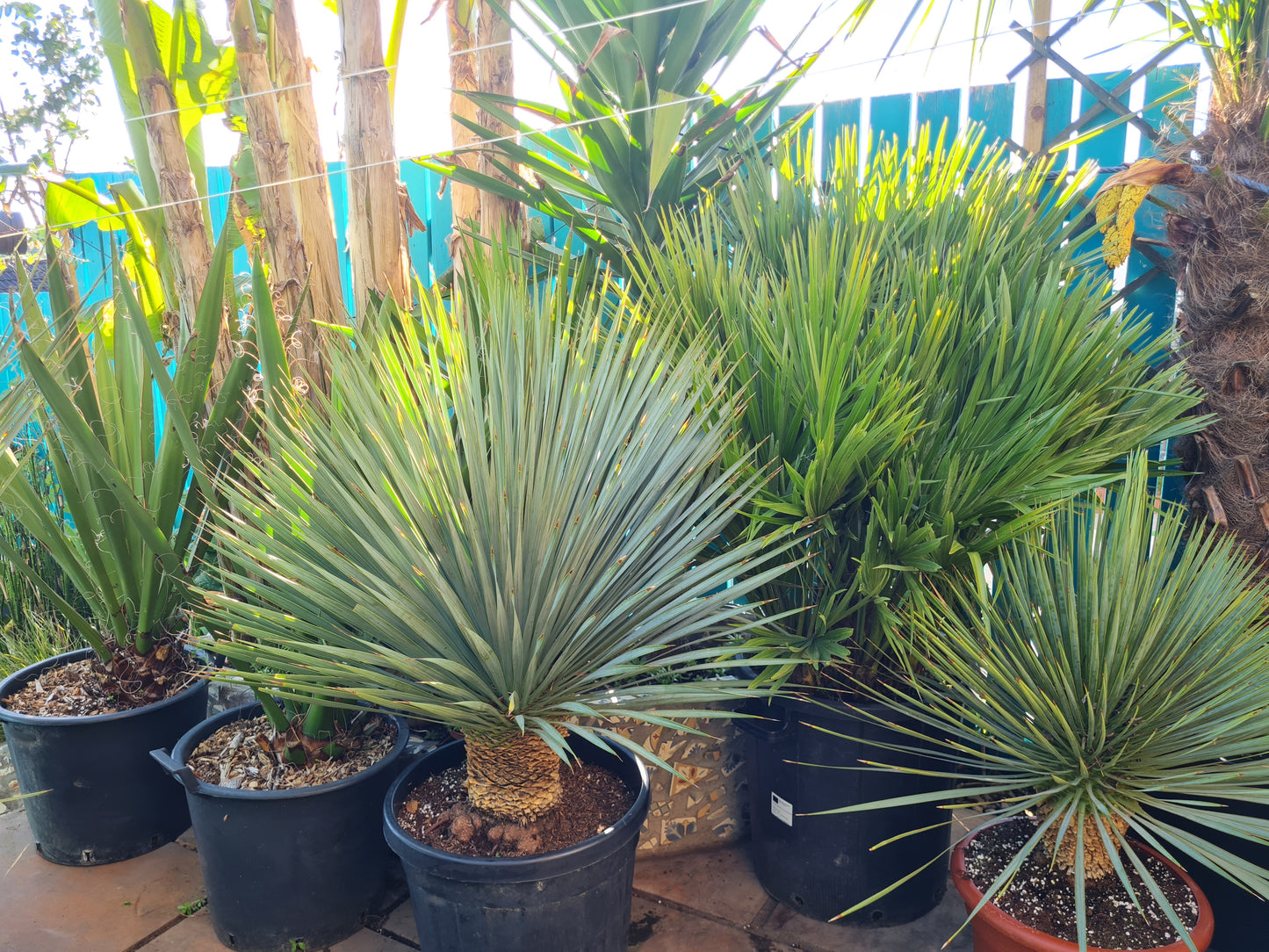 Yucca Rostrata