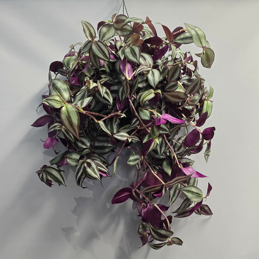 Large Hanging - Tradescantia Purple Jewel
