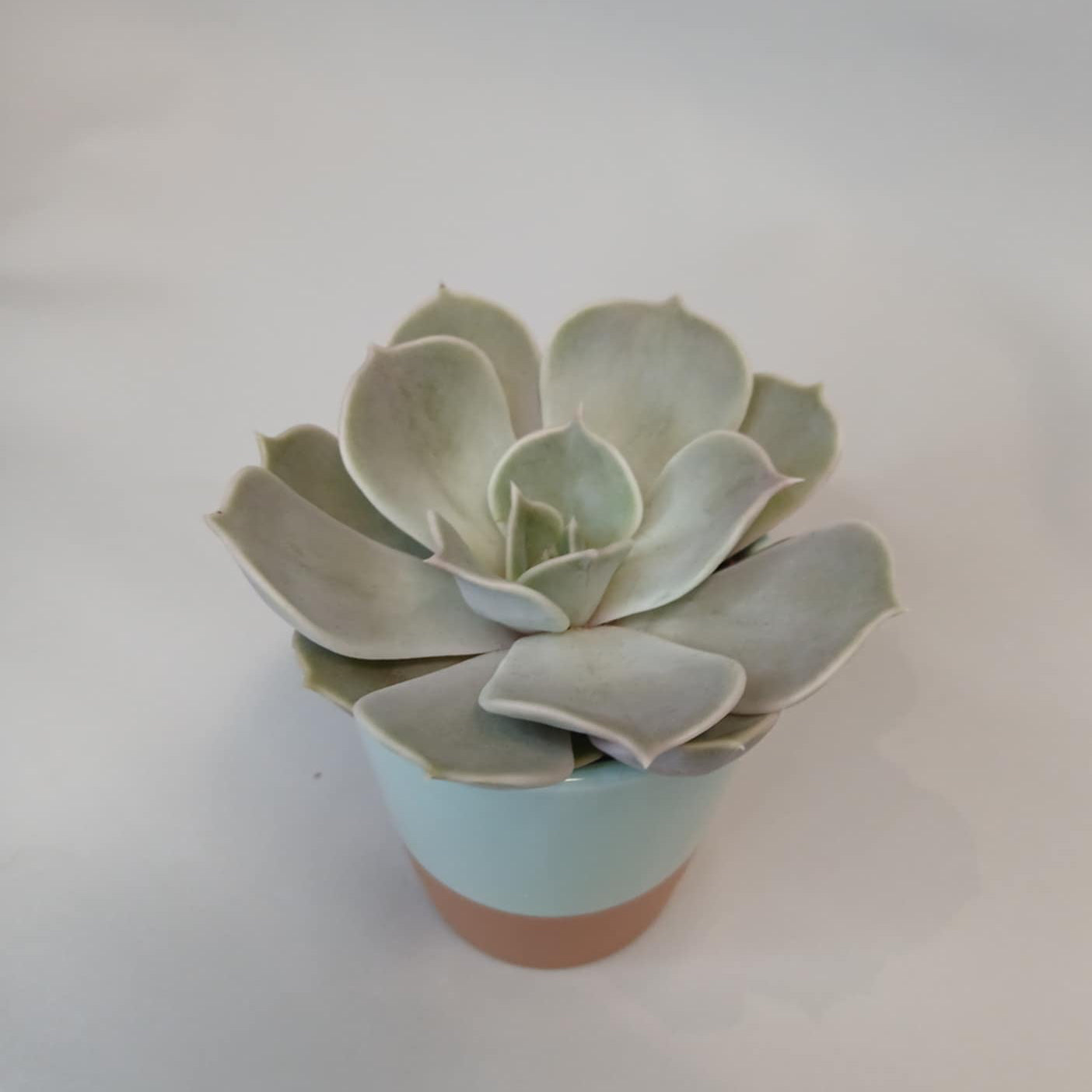 Mini Succulents & Pot - Mixed