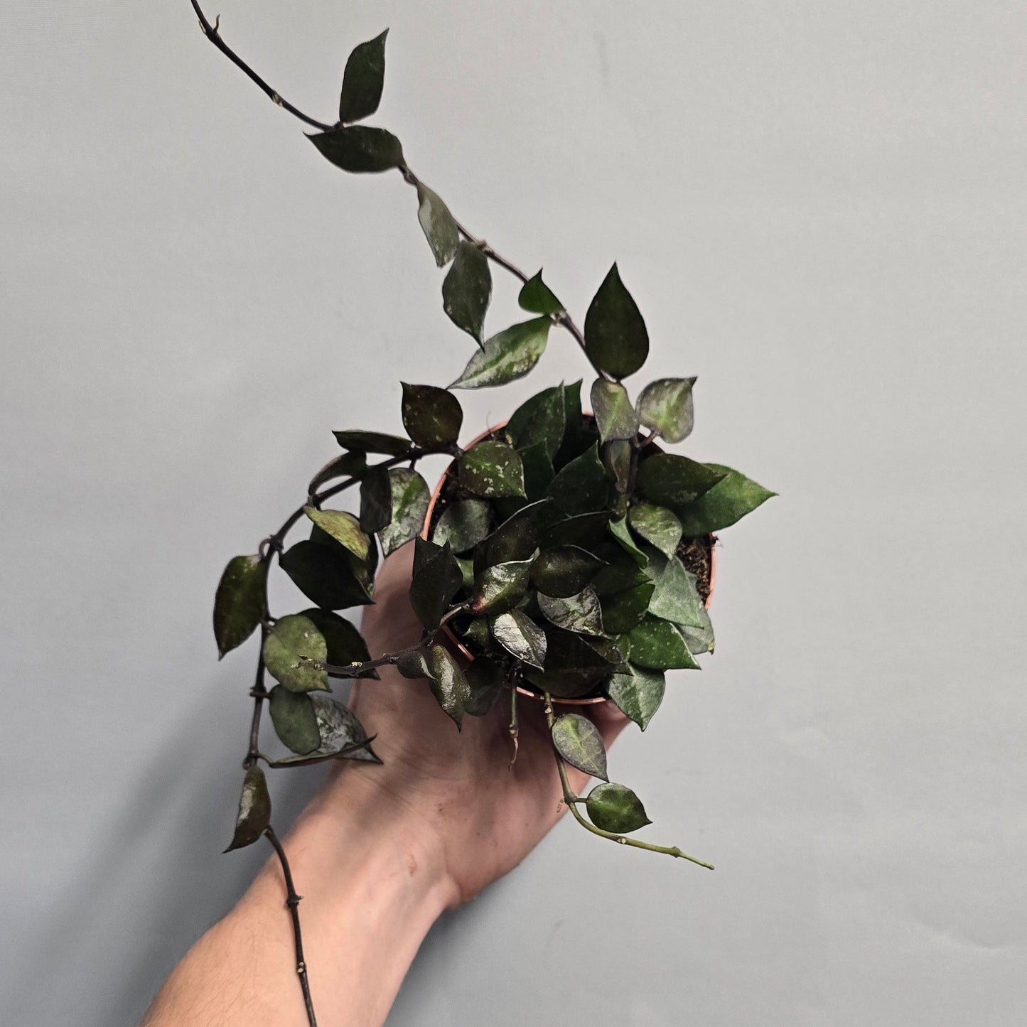 Hoya krohniana Black Leaf