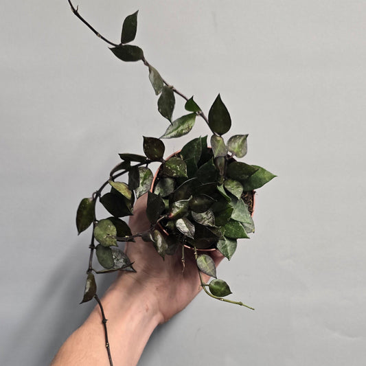 Hoya krohniana Black Leaf
