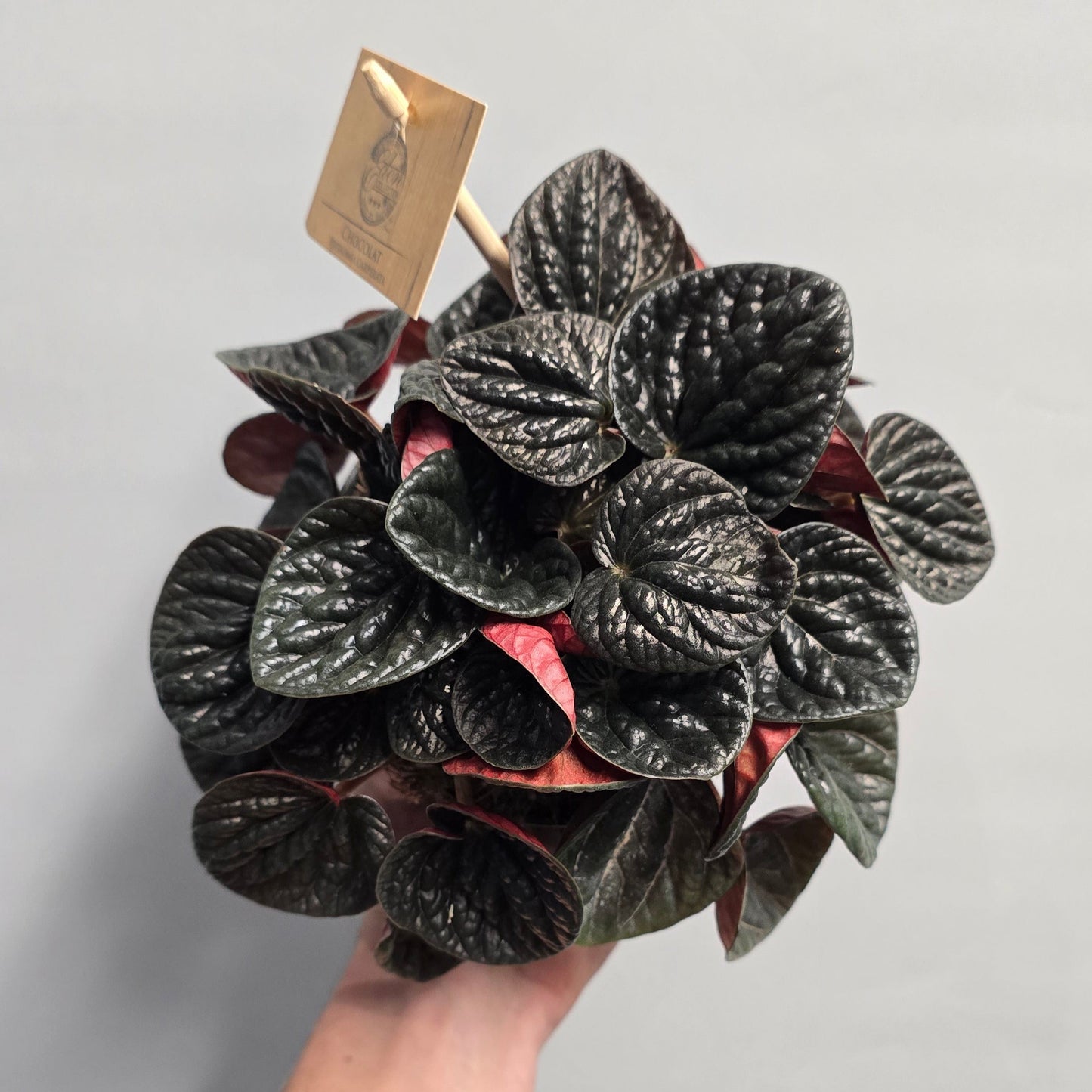 Peperomia Chocolat