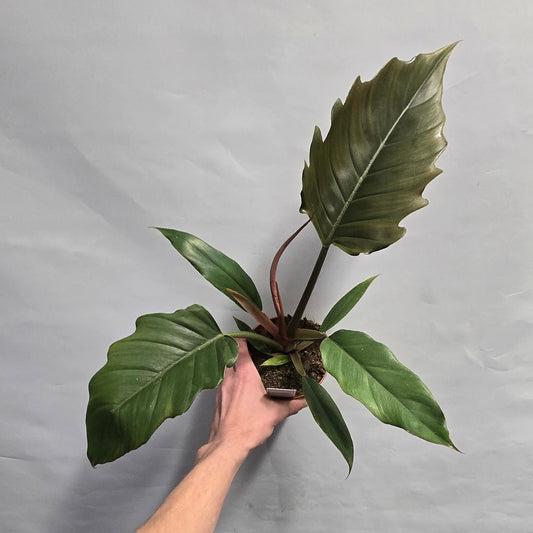 Philodendron Choco Empress