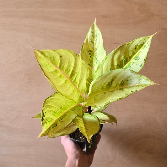 Aglaonema Chartreuse Pretty