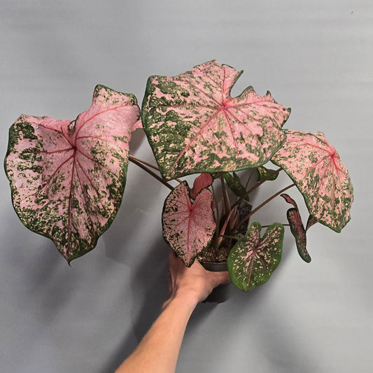 Caladium - Pink Bicolor