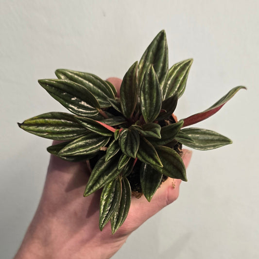 Mini - Peperomia - Emerald Ripple