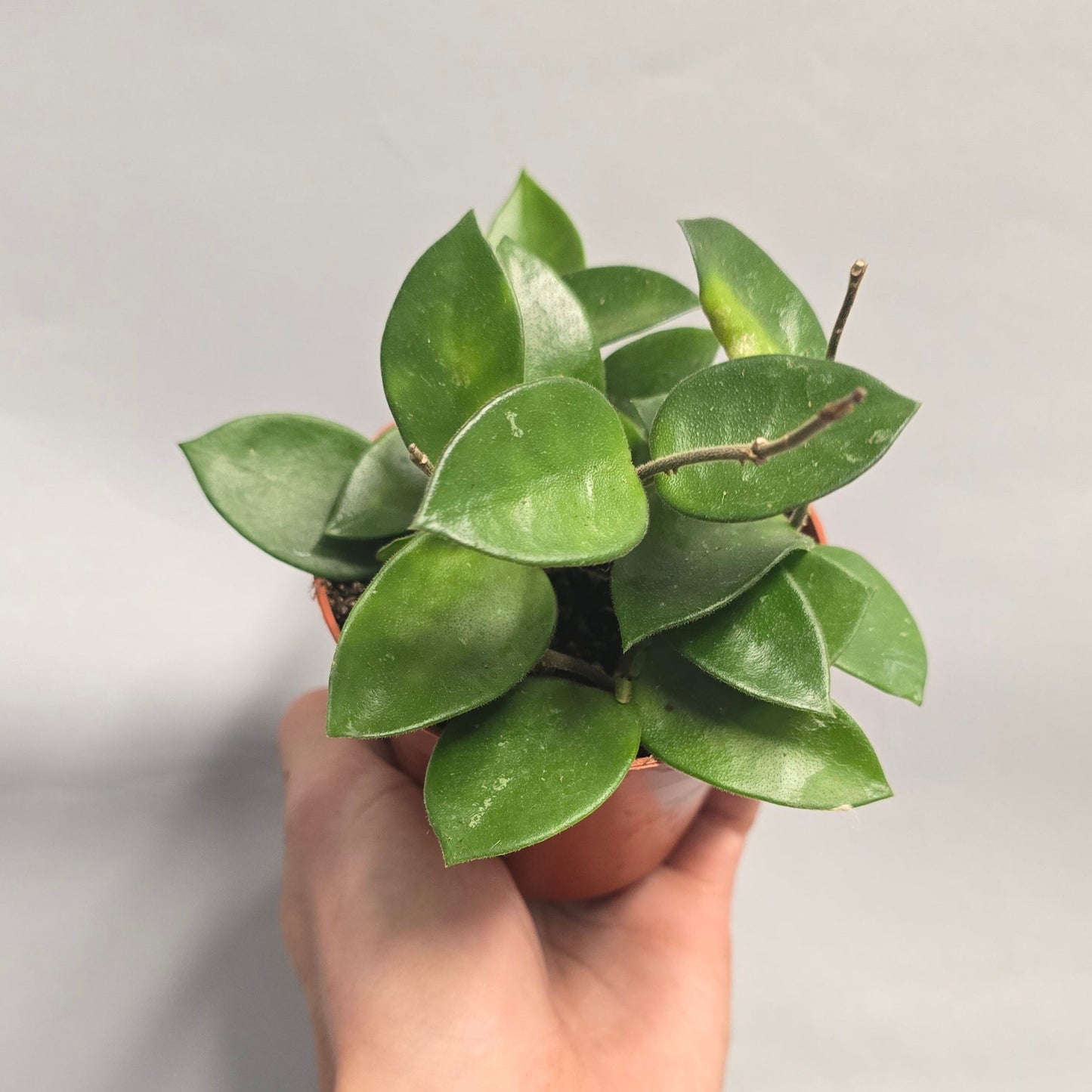 Hoya Chouke