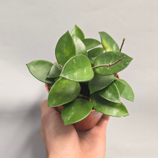 Hoya Chouke