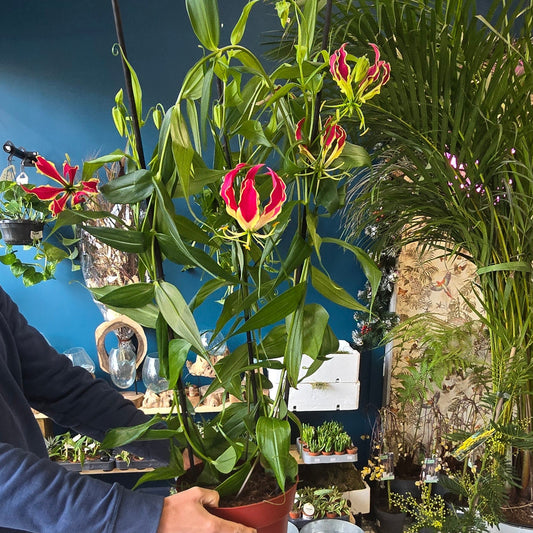 Gloriosa 'Rothschildiana - 90cm
