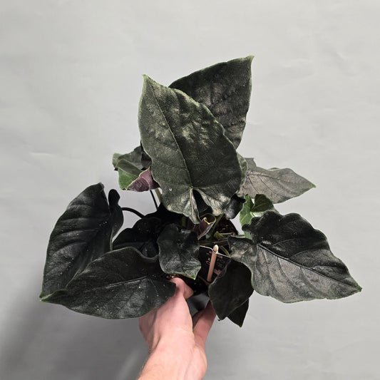Alocasia Antoro Velvet (Marked Leaf)