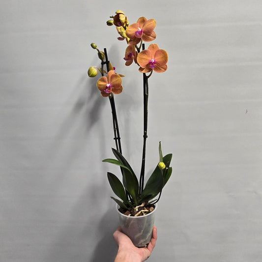 Phalaenopsis Promiss Orchids - Double Stems