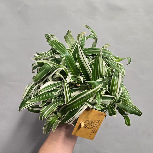 Murdannia Loriformis - Alba Aquilone