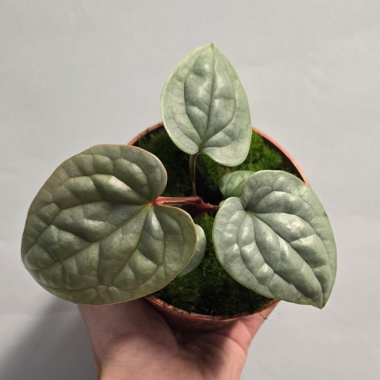 Anthurium Luxurians - Ultra Velvet