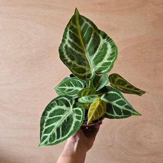 Anthurium Silver Blush damaged