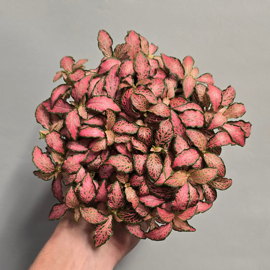 Fittonia - Pink Forest Flame