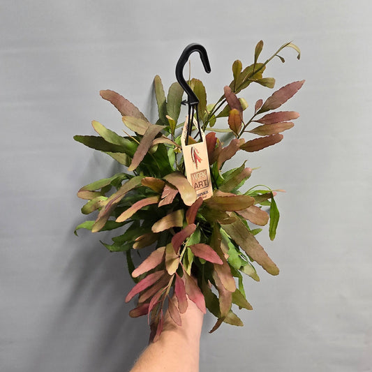 Hanging Rhipsalis - Red Coral