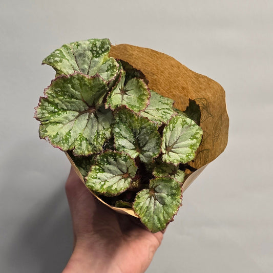 Small Begonia  - "rex" - Mixed Varieties