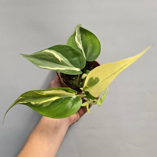 Philodendron Rio