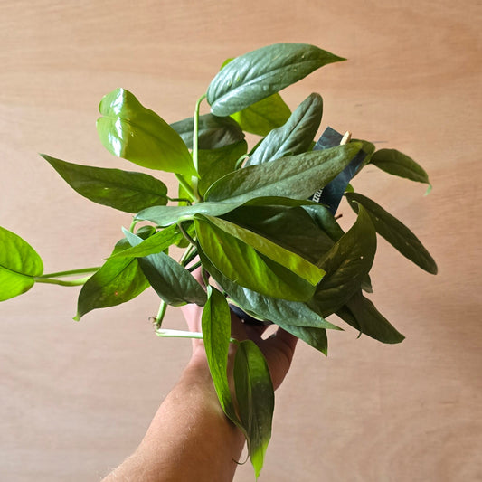 Cebu Blue Pothos