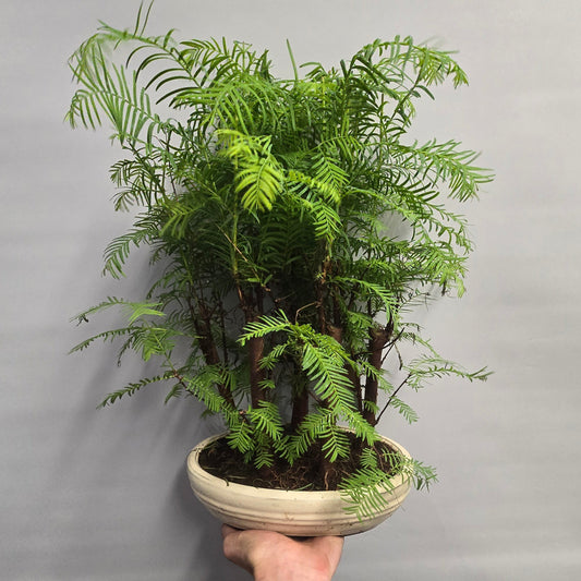 Bonsai Metasequoia