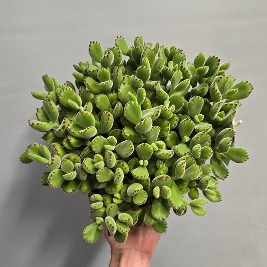 Large Bear's Paw Succulent