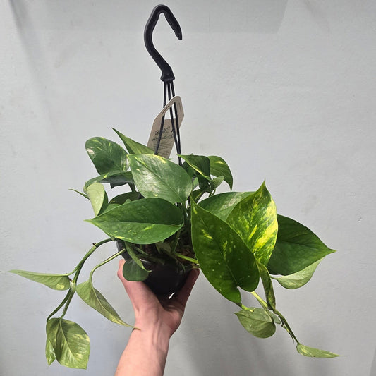 Hanging - Devil's Ivy