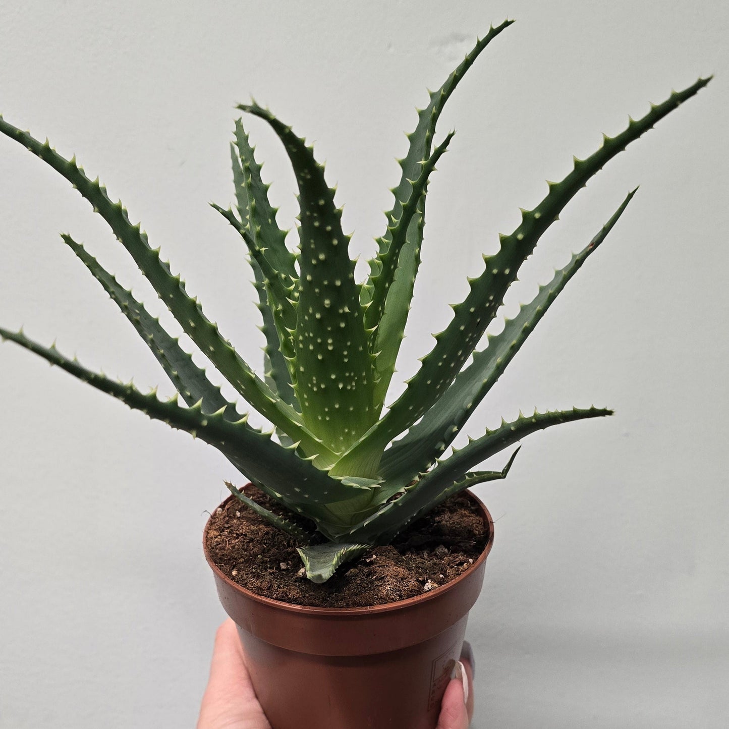 Aloe Vera
