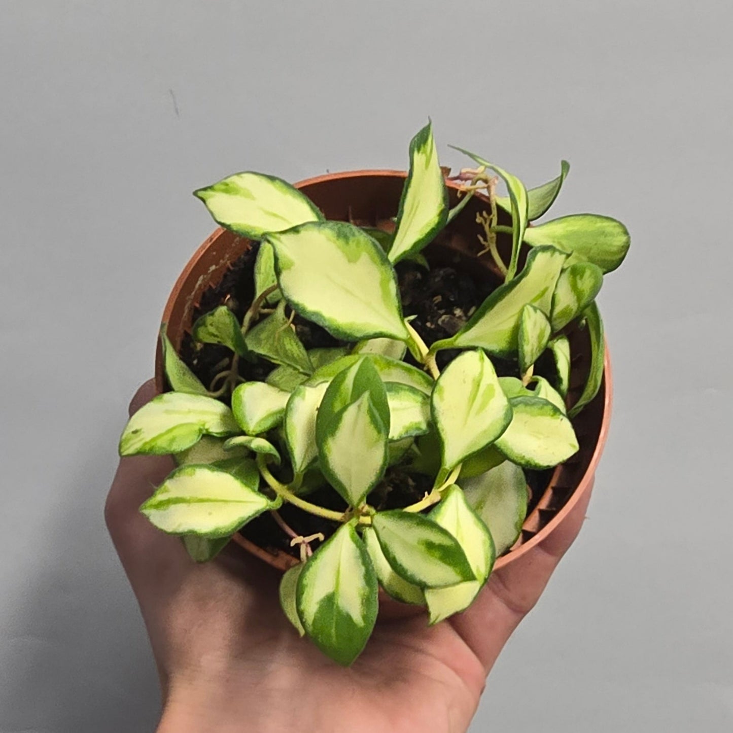 Hoya Heuschkeliana Variegata