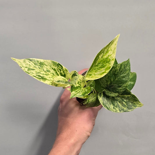Mini - Marble Queen Pothos