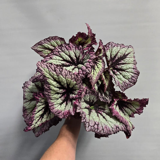 Begonia Rex Fireworks
