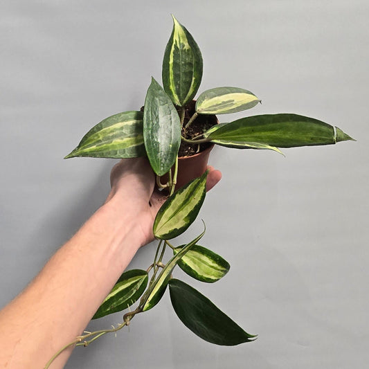 Hoya latifolia - Pot of Gold