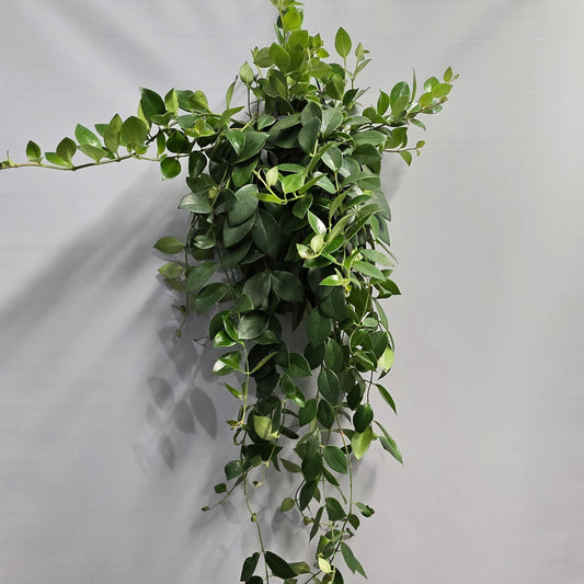 Hanging Lipstick Plant - Aeschynanthus Mona Lisa