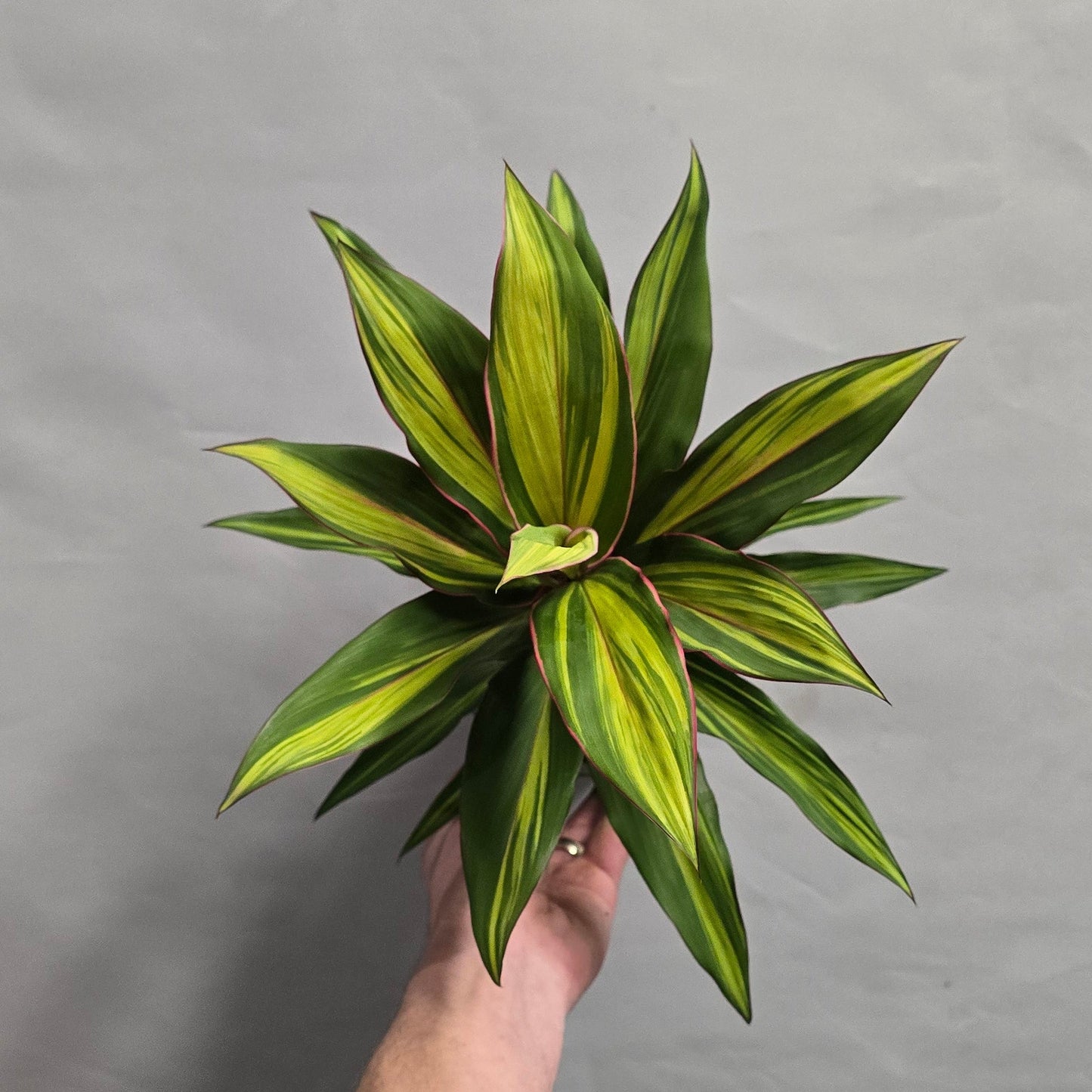 Cordyline Fruticosa Kiwi