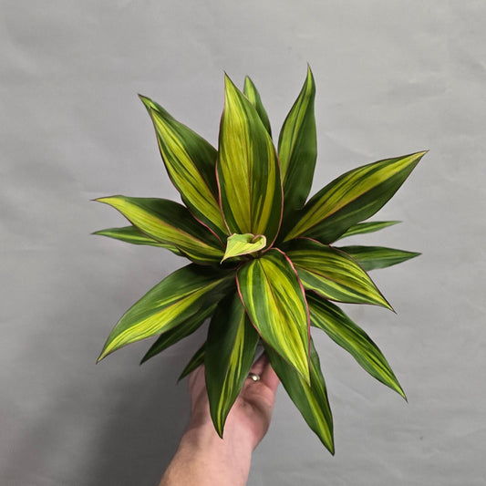 Cordyline Fruticosa Kiwi