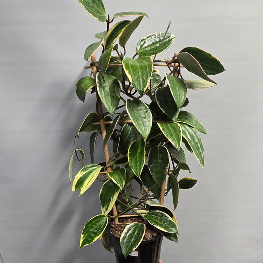 Hoya Australis Blondie  - Outer Variegated