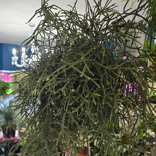 Large Hanging Rhipsalis - Pilocarpa