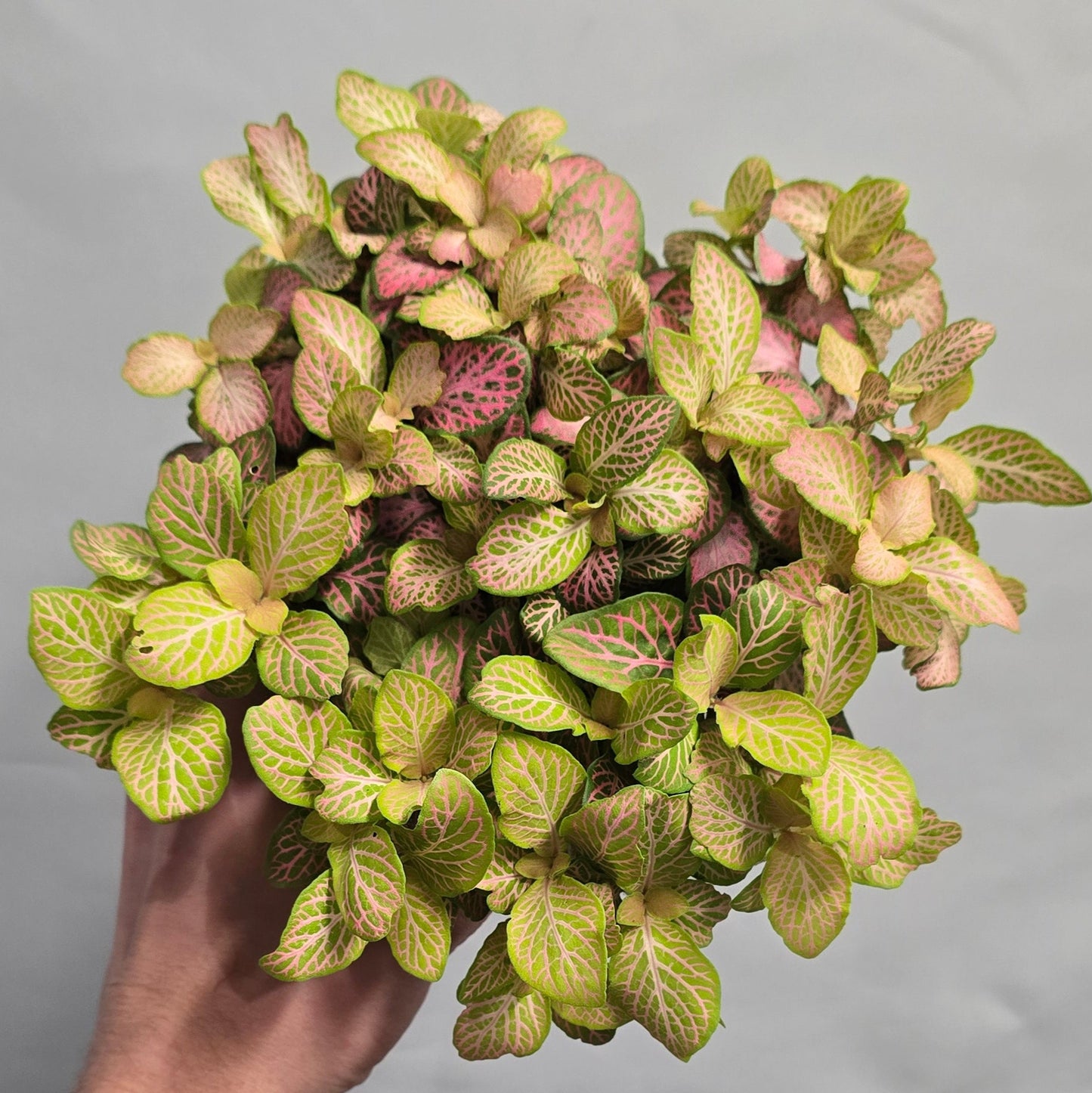 Large Fittonia - Mix