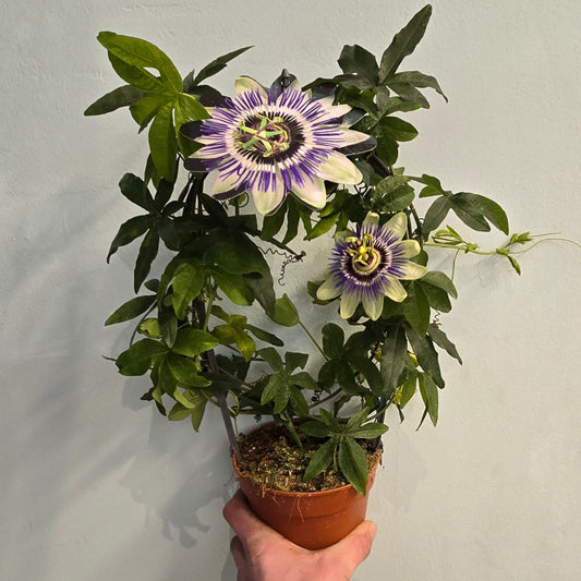 Passiflora Caerulea
