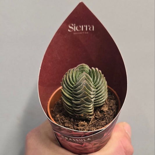 Mini - Crassula Buddhas Temple