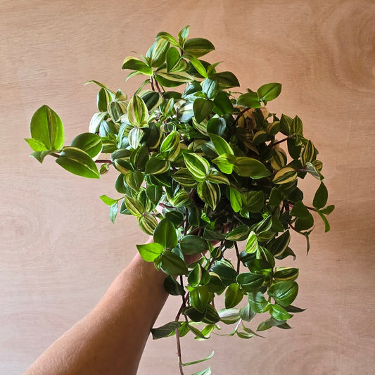 Tradescantia Quadcolour