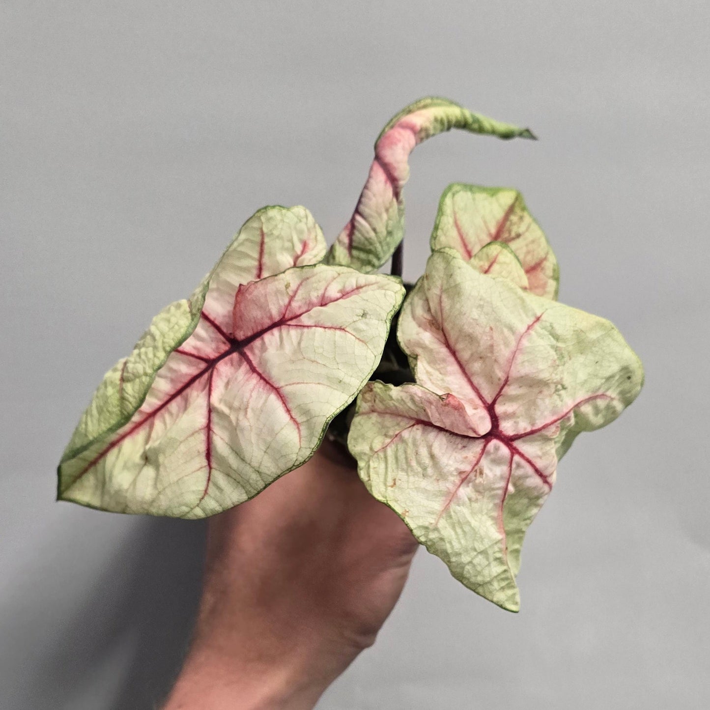 Mini Caladiums - Mixed Options