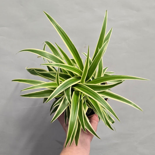 Spider Plants - Chlorophytum Comosum Vittatum