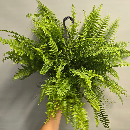 Hanging - Boston Fern