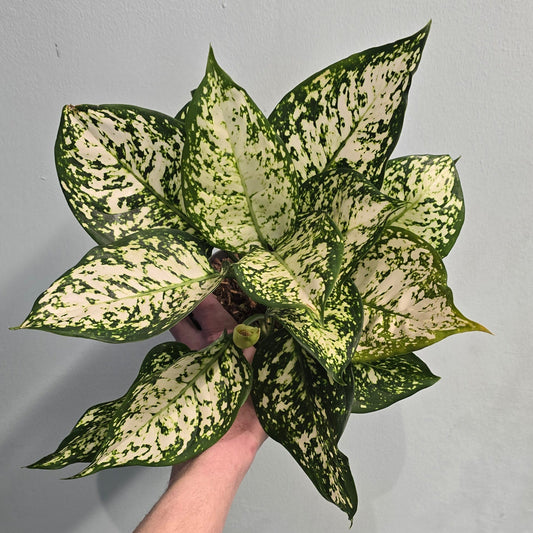 Aglaonema Diamond
