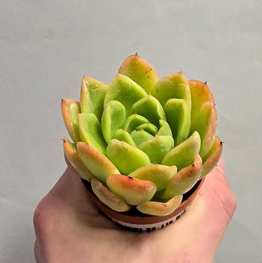 Mini - Echeveria Red Gilva