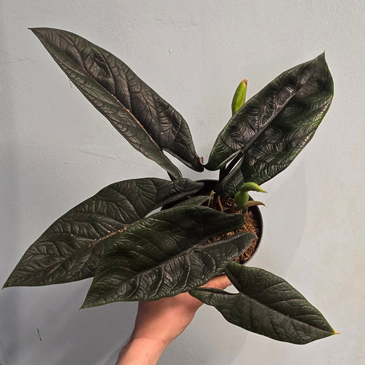 Alocasia Scalprum - Sword Leaf