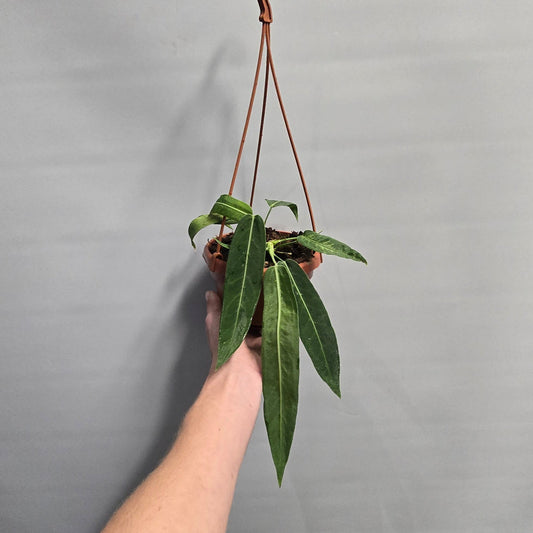 Hanging - Anthurium Pallidiflorum