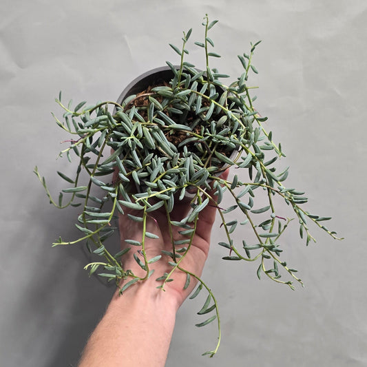 String of Blue Beans