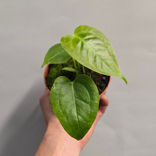 Anthurium Veitchii - King Anthurium